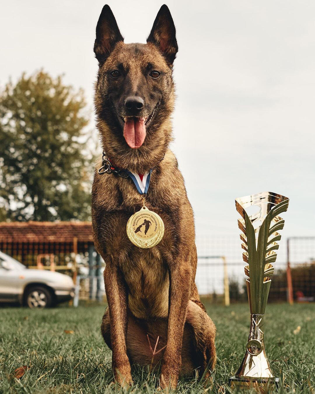 Kala K9 Academy školovanje i dresura pasa svih pasmina Zagreb poslušnost i natjecanje