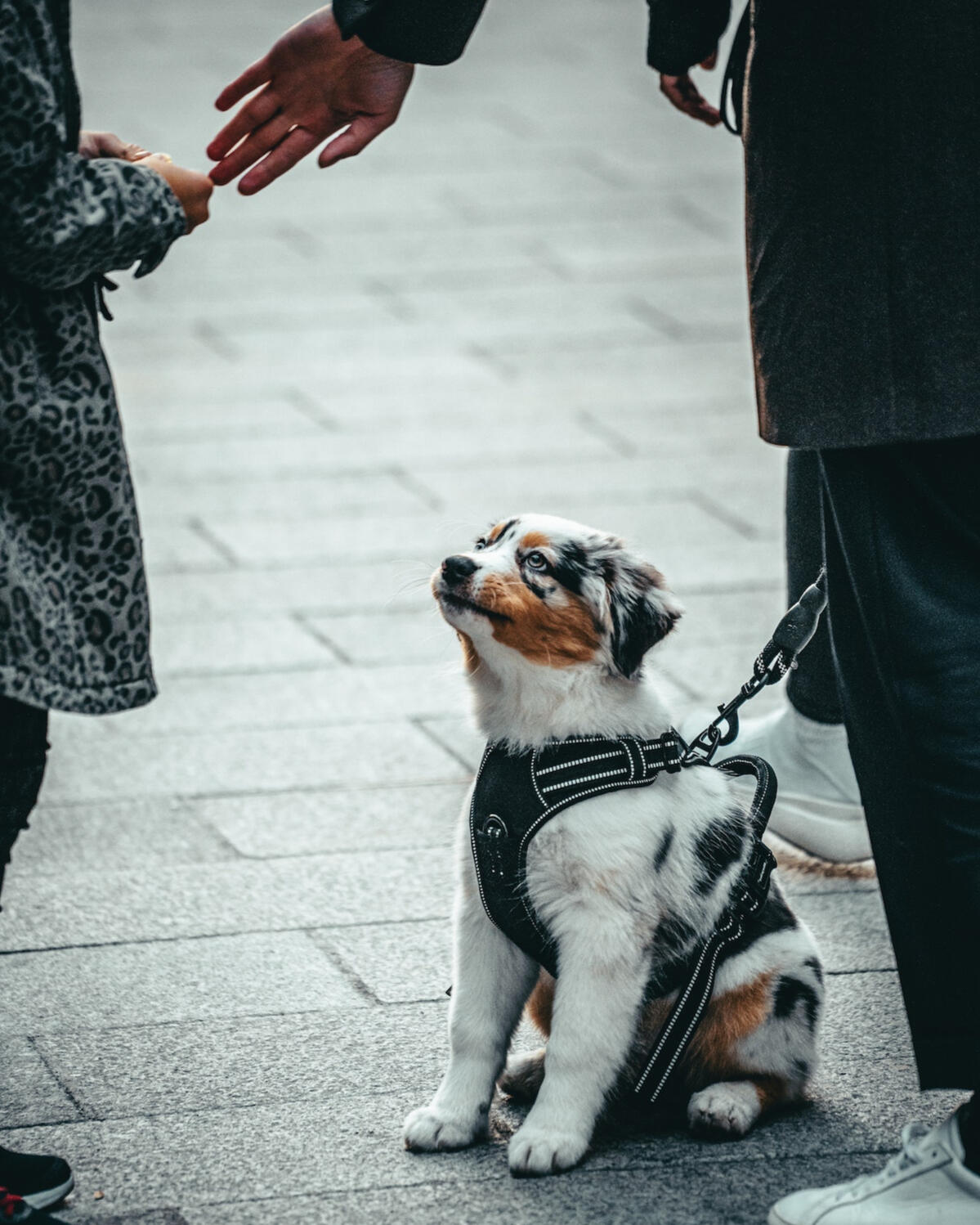 dog training mandatory equipment