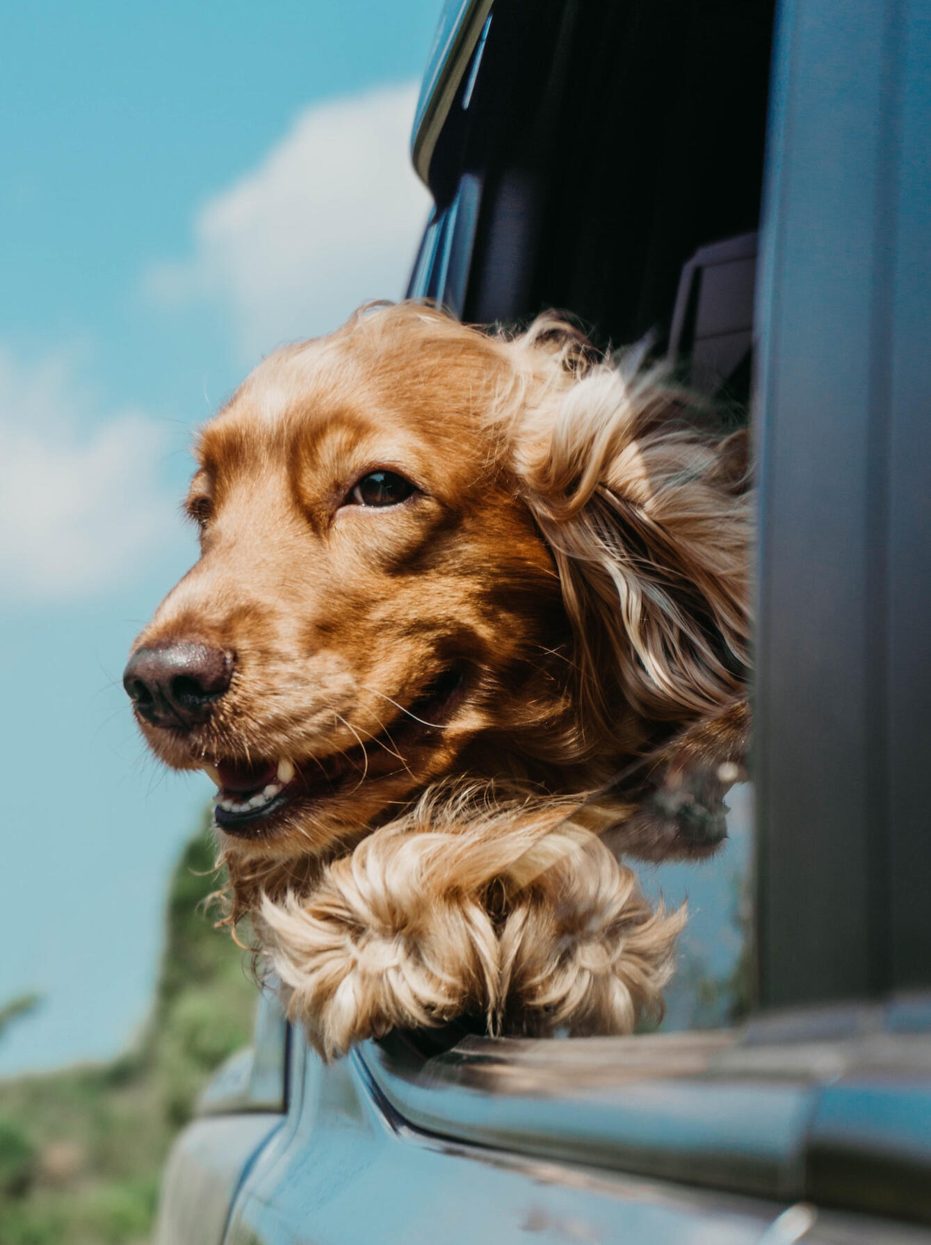 Kala K9 Academy dog training prices zagreb croatia